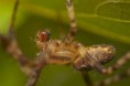 /album/araneidae/araneus-diadematus-sep-bulb1-m-jpg/